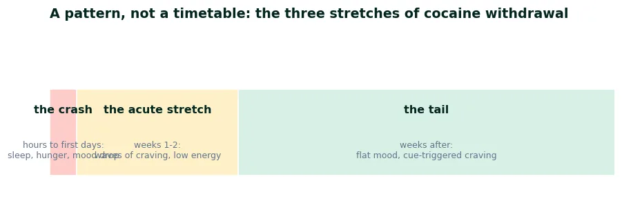 Three colour bands of the cocaine withdrawal pattern: the crash in the first hours and days, the acute stretch across weeks one to two, and the tail of flat mood and cue-triggered craving after