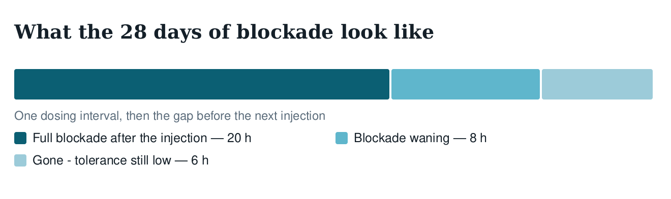Diagram of one Vivitrol dosing interval showing full blockade, the blockade waning