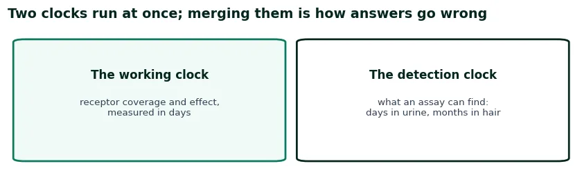Two cards for the two clocks: the working clock of receptor coverage measured in days, against the detection clock of what an assay can find, days in urine and months in hair