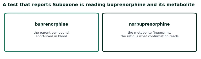 Two cards on what a test actually reads: buprenorphine the parent, short-lived in blood, and norbuprenorphine the metabolite fingerprint that confirmation reads