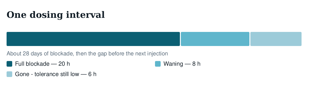 Diagram of one Vivitrol dosing interval showing full blockade, waning